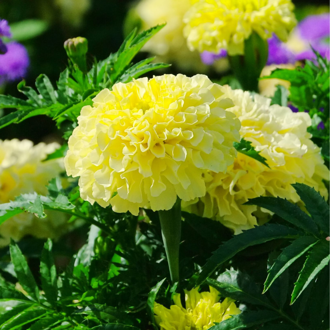 Afrikansk Tagetes - Man on the Moon - Kultursort