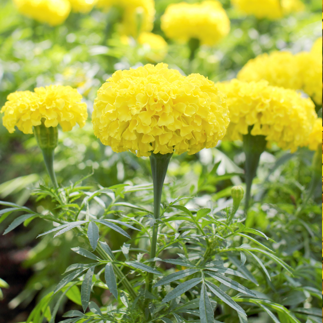 Afrikansk Tagetes - Man on the Moon - Kultursort