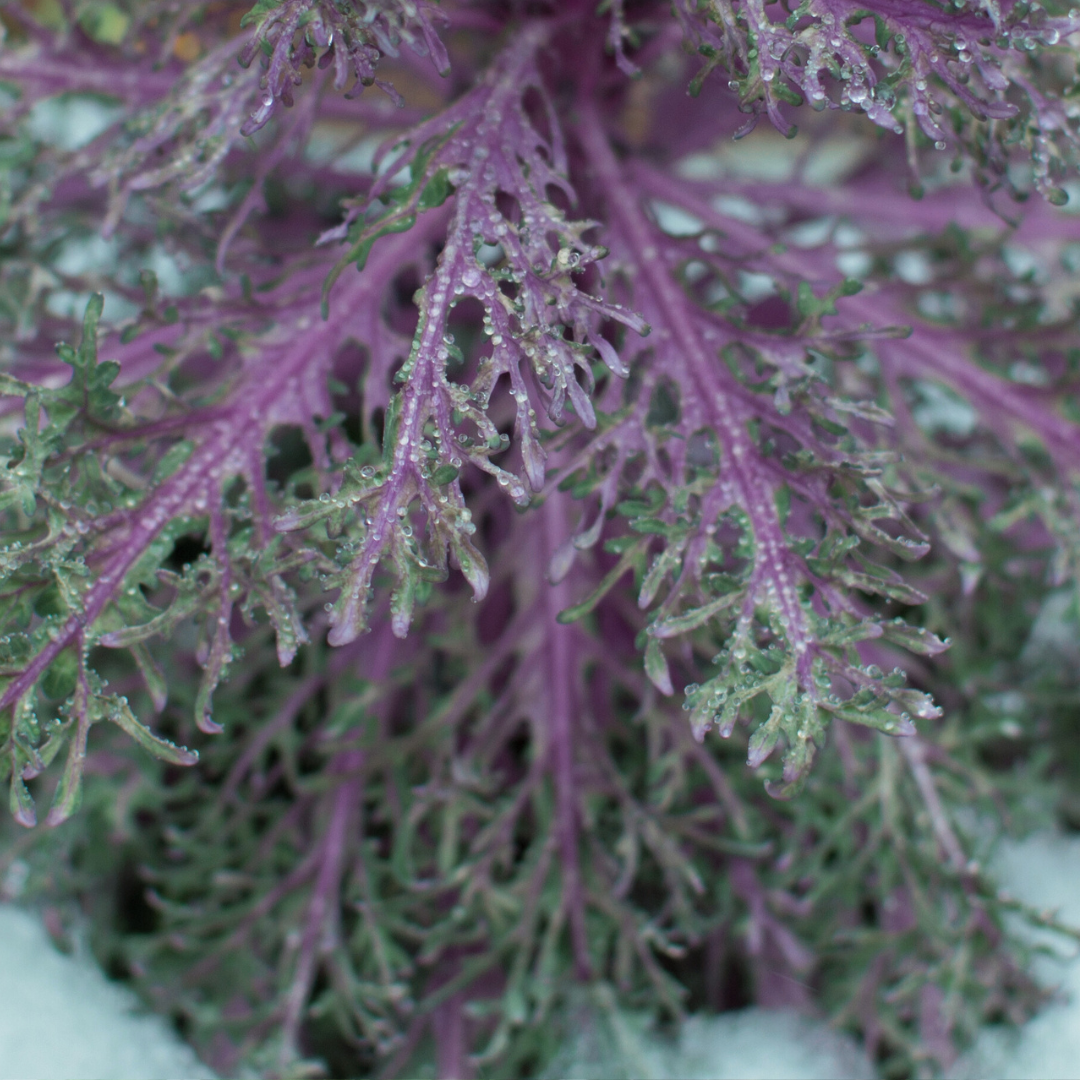 Ekologisk Salladssenap - Moutarde Rouge Metis