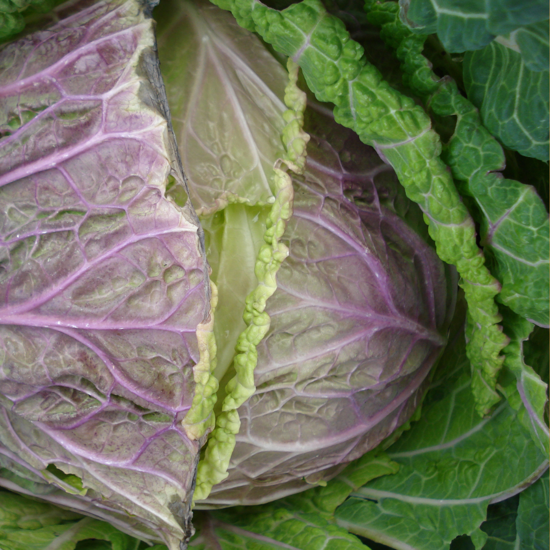 Savoykål - Verona Purple