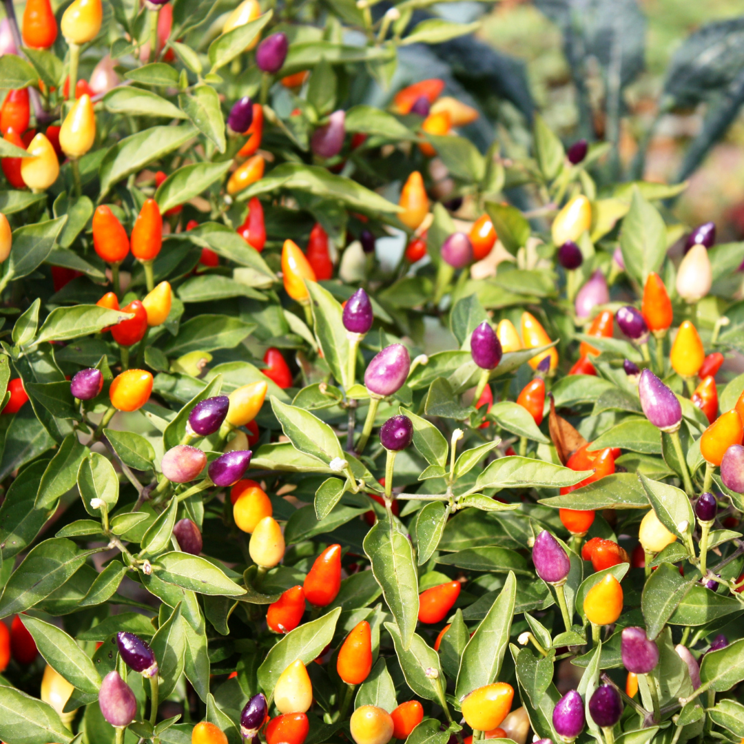 Ekologisk Chili - Aurora