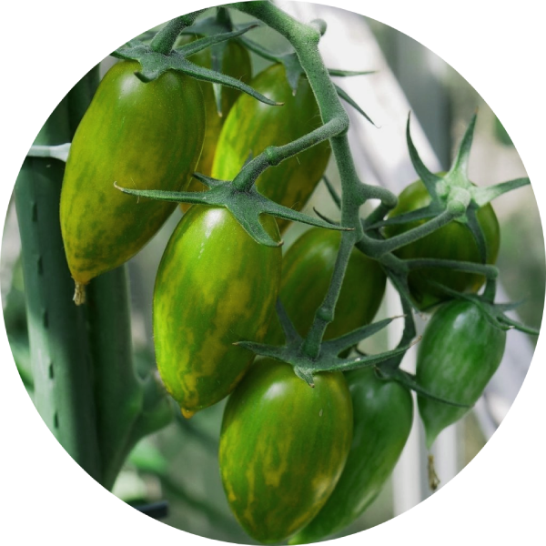 Ekologisk Tomat - Green Tiger - Kultursort