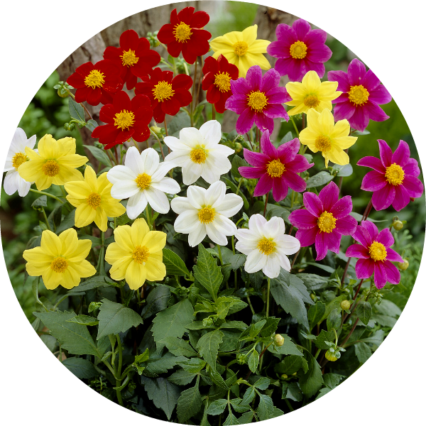 Dahlia - Dwarf Single Mignon Mix