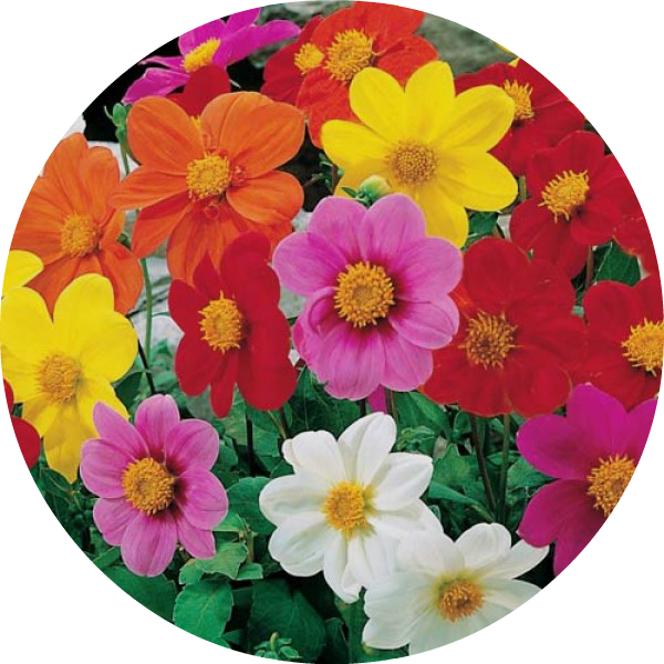 Dahlia - Dwarf Single Mignon Mix