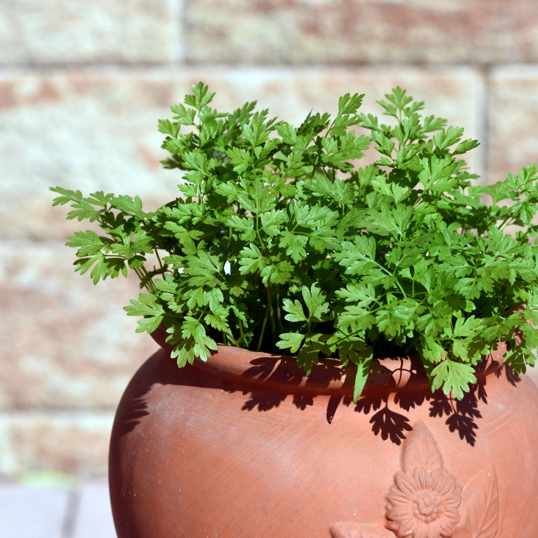 Dansk Körvel - Common Type