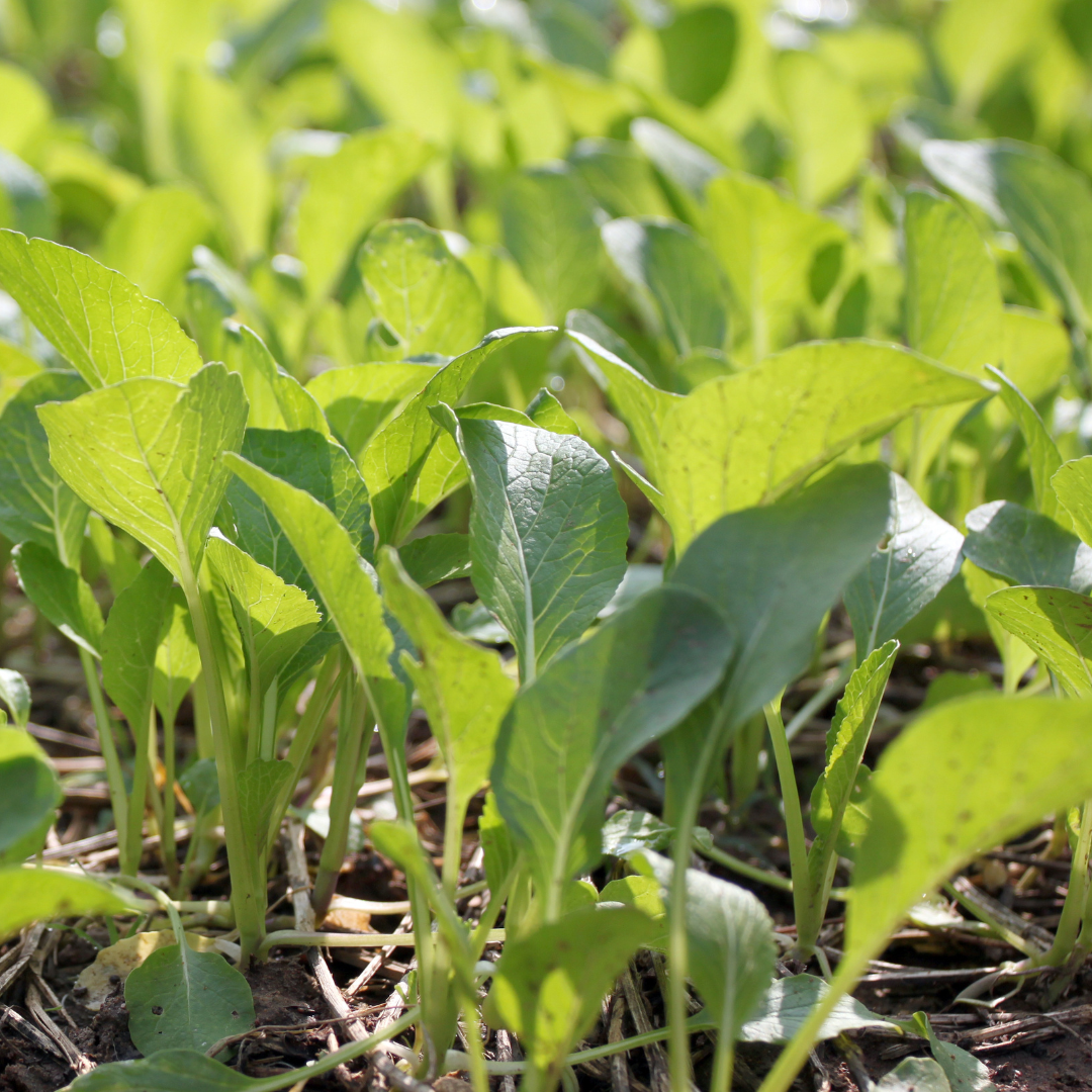 Ekologisk Etiopisk Kål - Gomenzer
