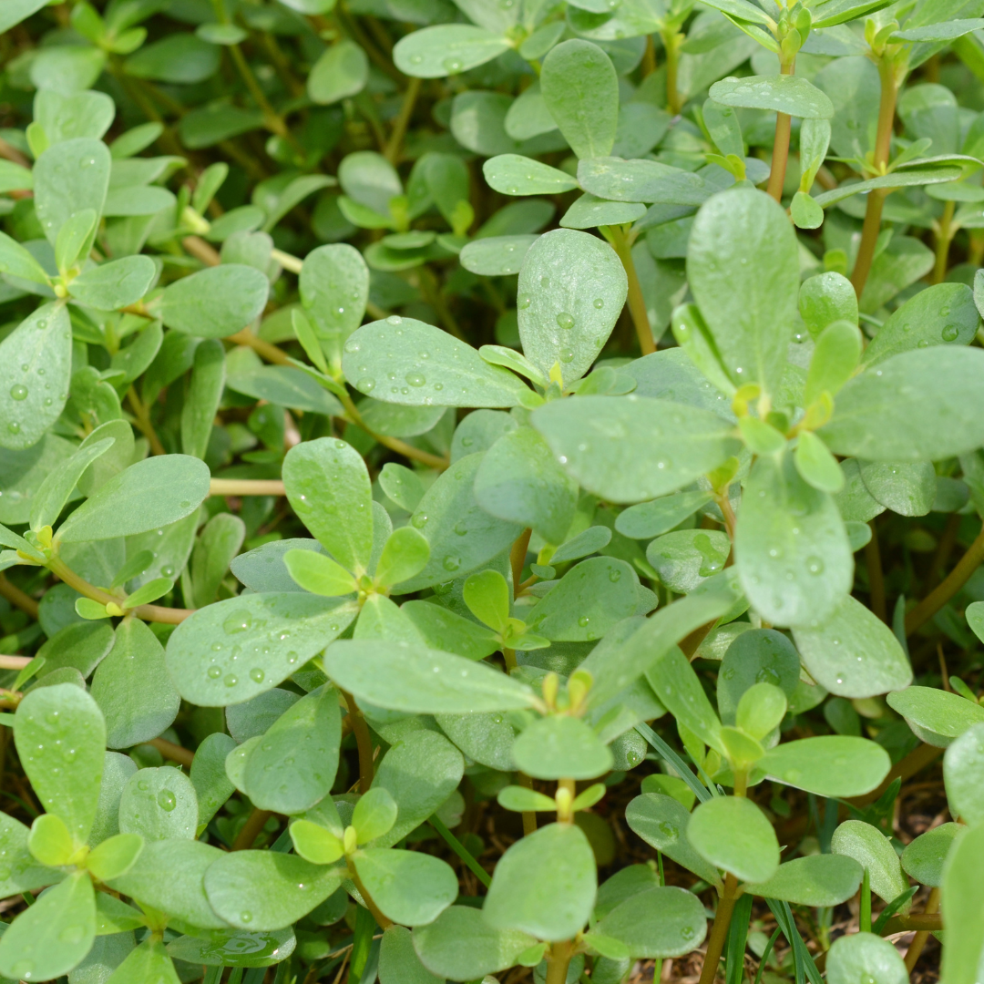 Salladsportlak - Golden Purslane