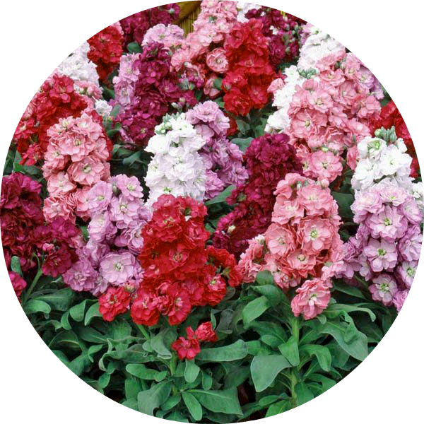 Sommarlövkoja - Ten Week Mix