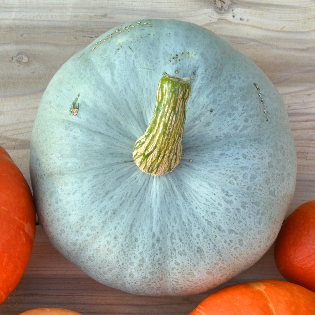 Ekologisk Pumpa - Hungarian Blue