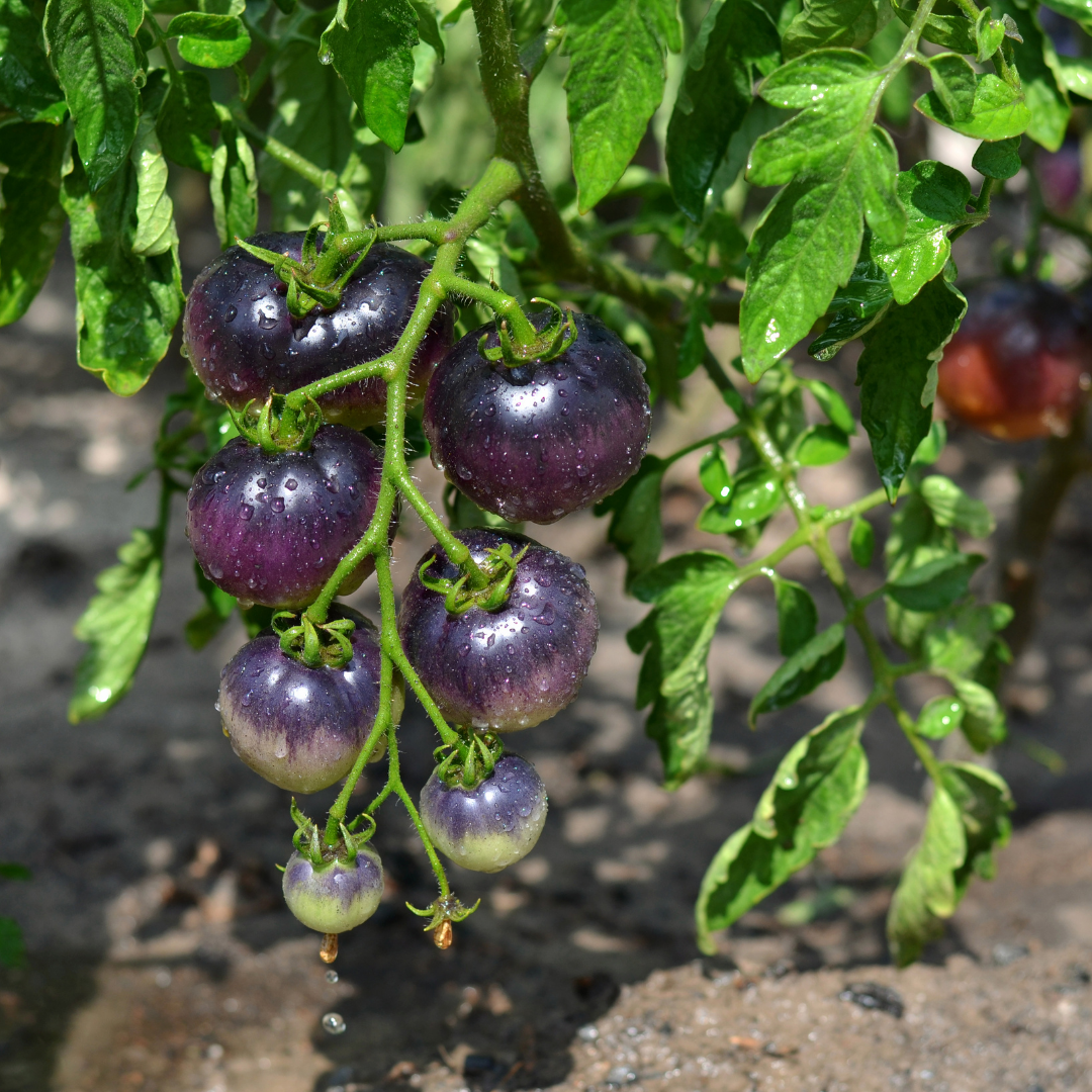 Ekologisk Tomat - Indigo Rose