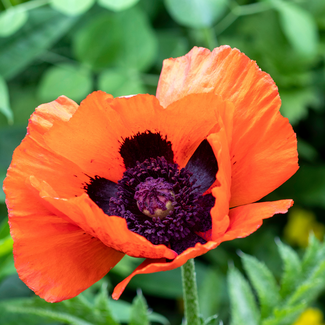 Jättevallmo - Prince of Orange