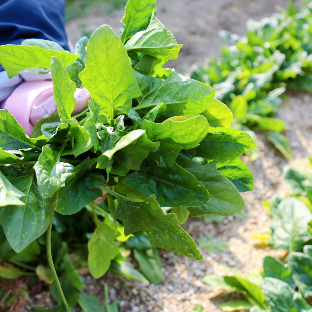 Ekologisk Spenat - First Harvest - Kultursort