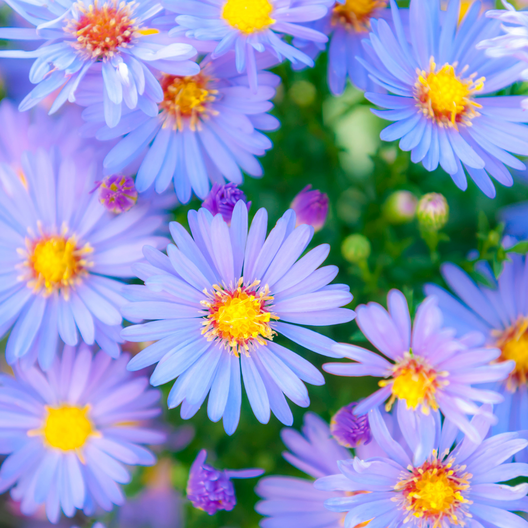 Luktaster - Sky Blue