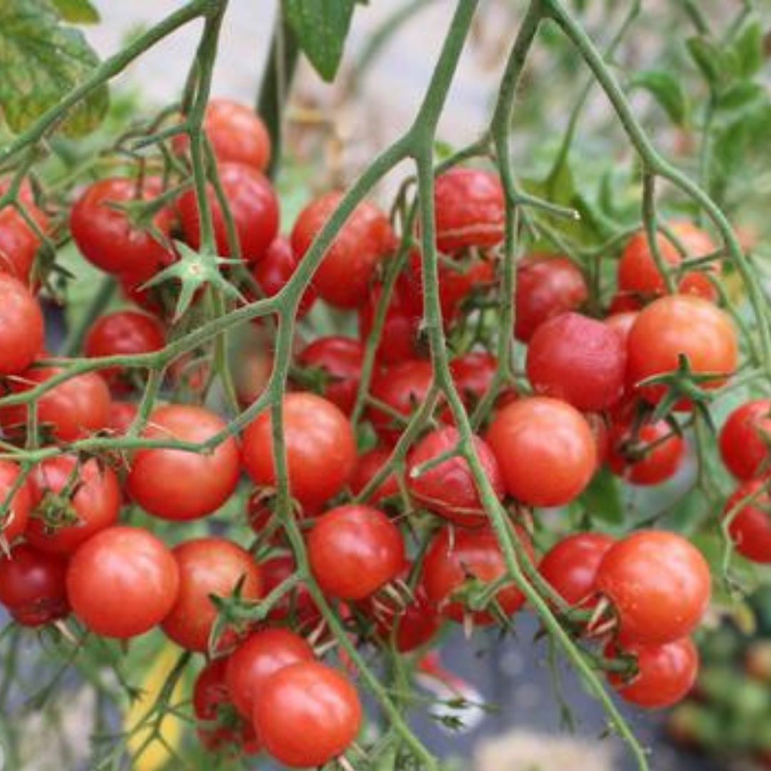 Ekologisk Tomat - Rubelitta