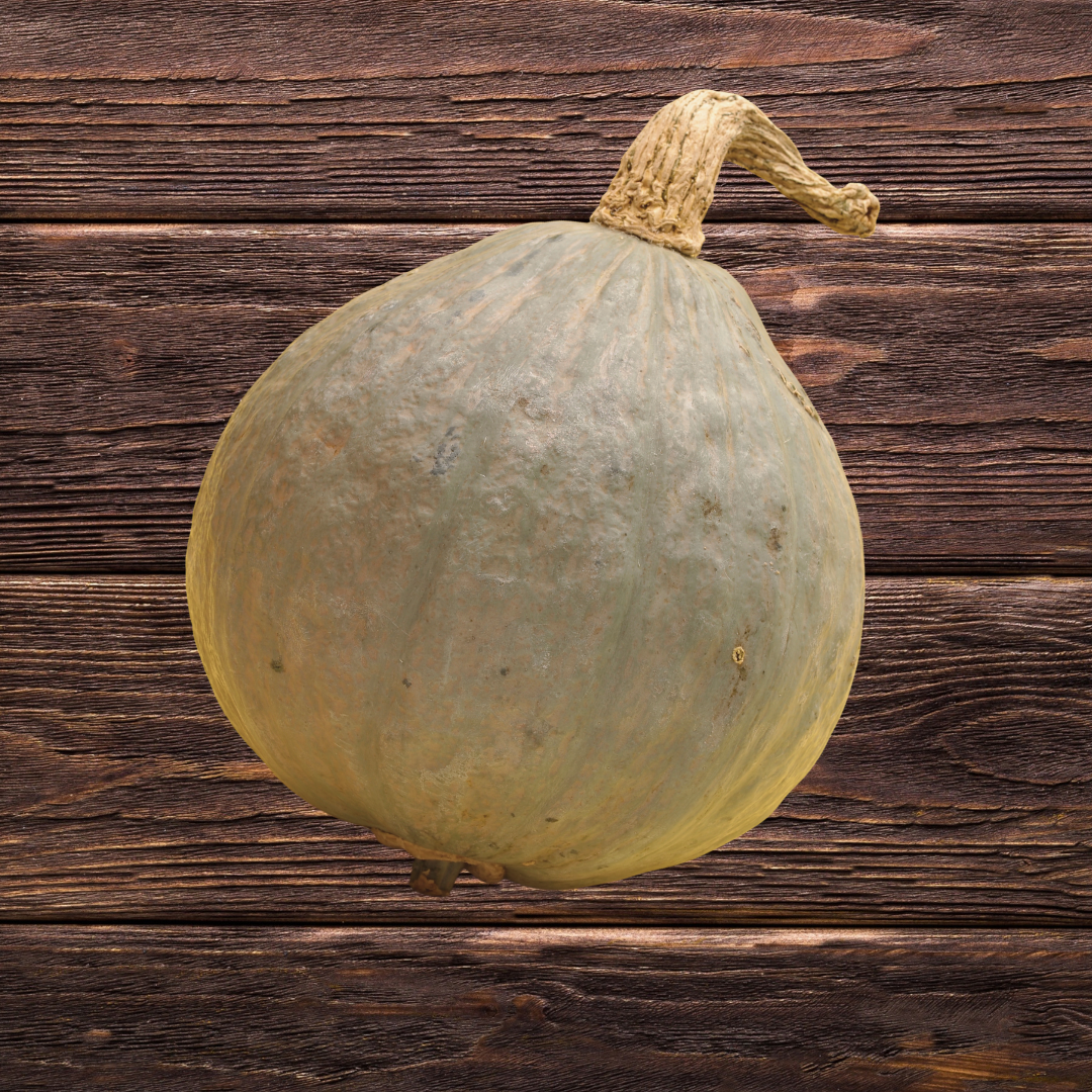 Ekologisk Pumpa - Blue Ballet