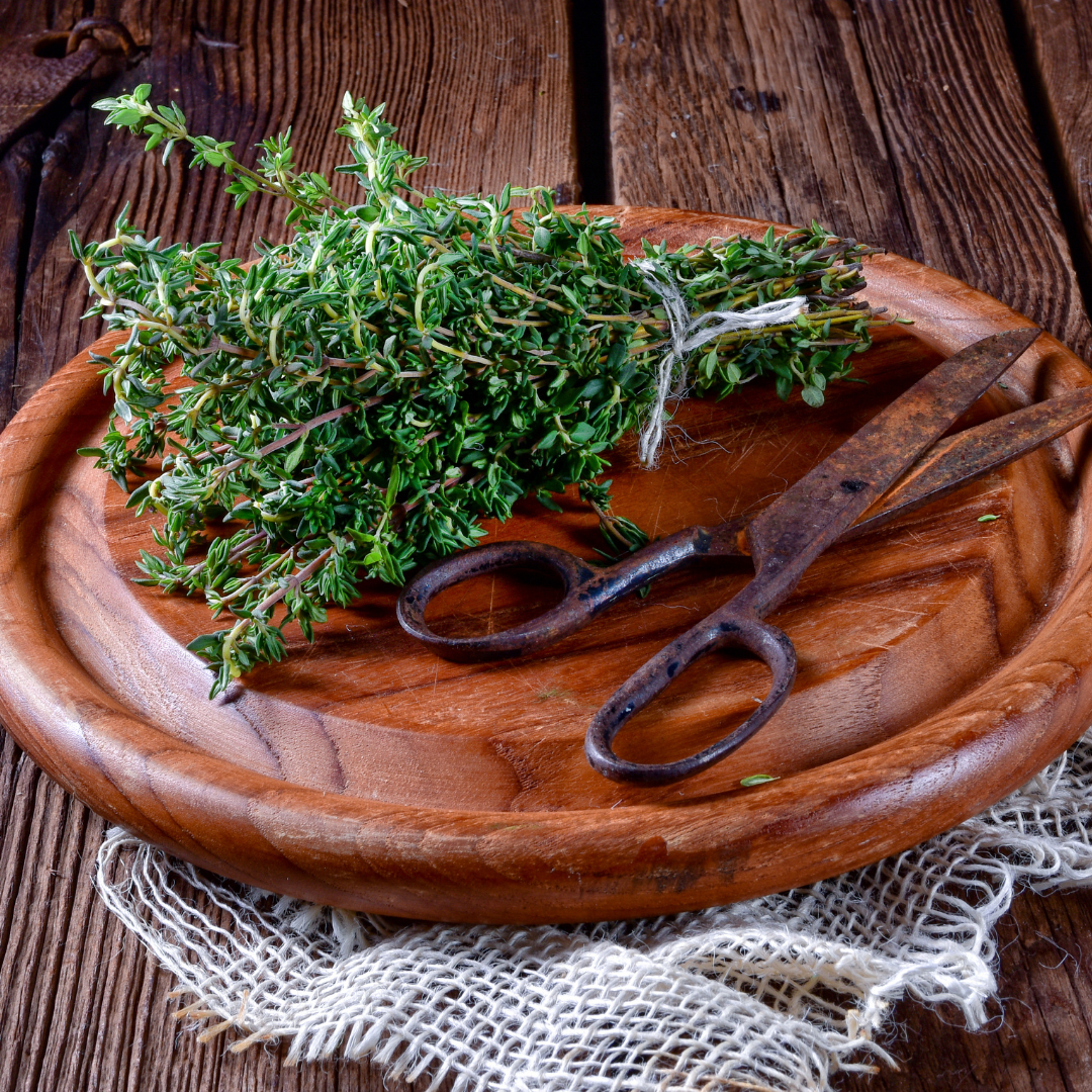 Timjan - French Summer - Fröbanken