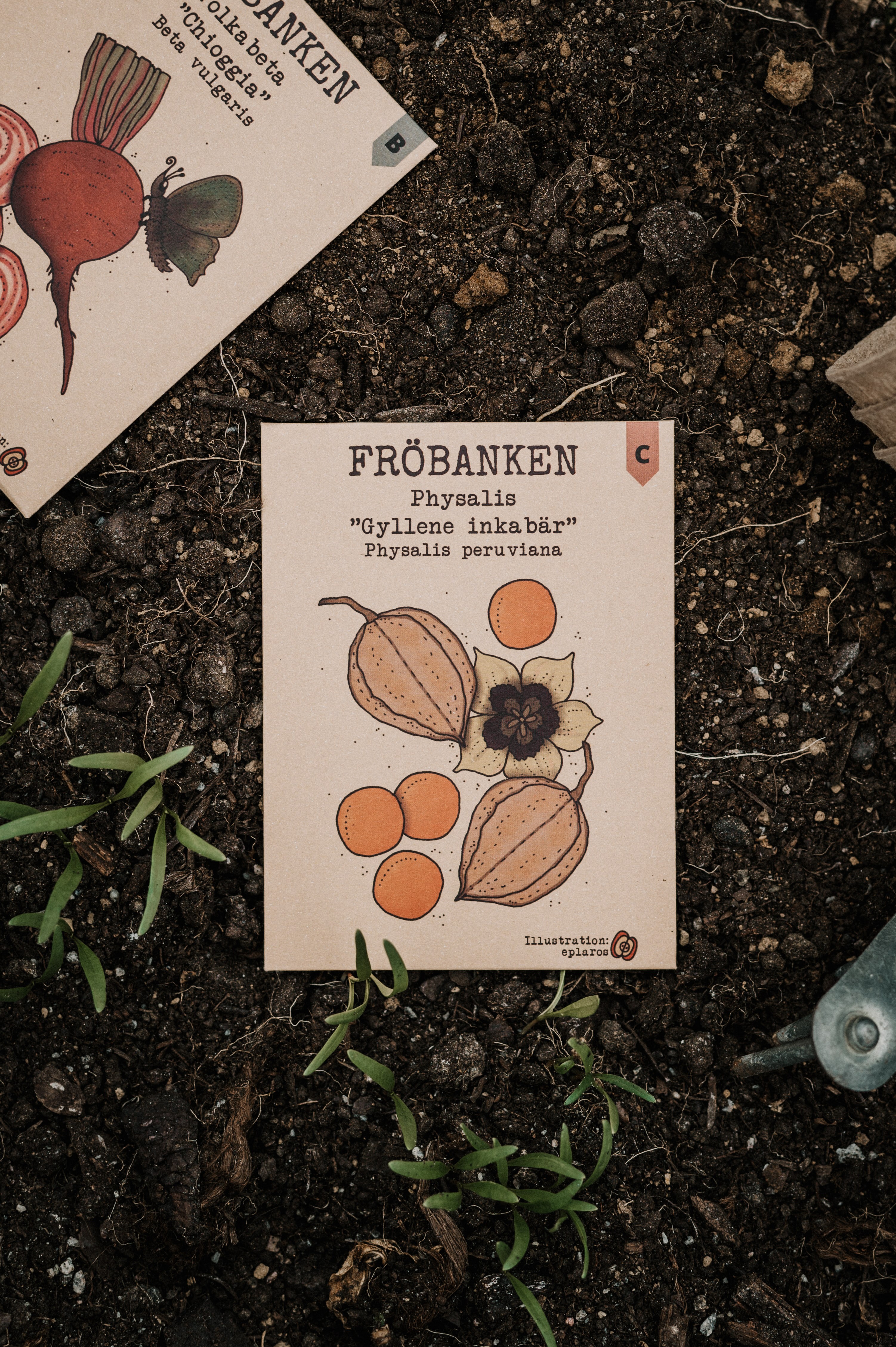 REA! Physalis - Gyllene Inkabär