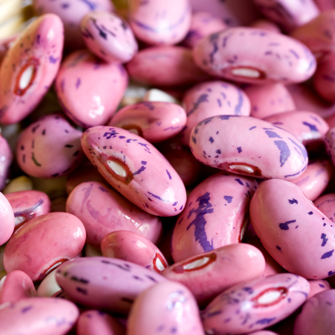 Rosenböna - Pricewinner