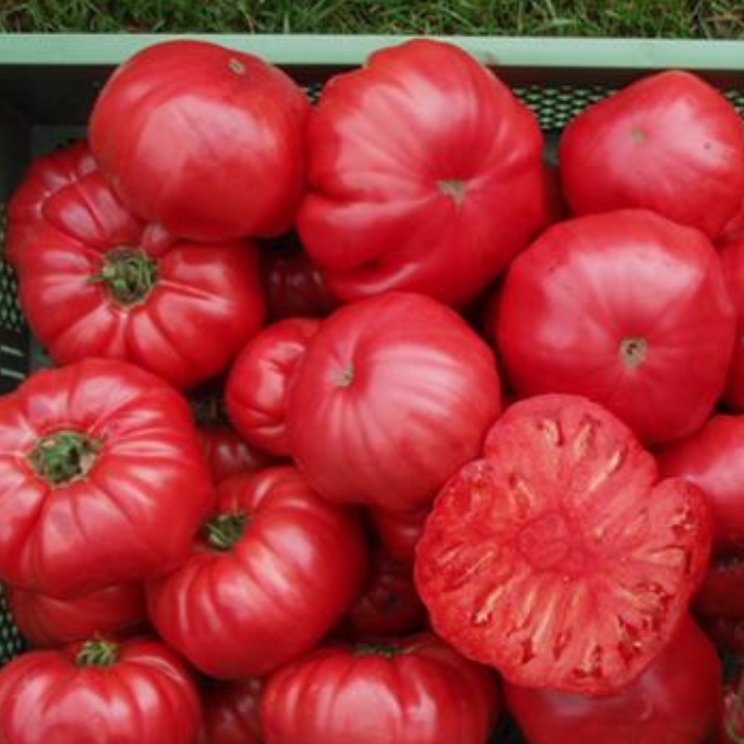 Ekologisk Bifftomat - Rosa