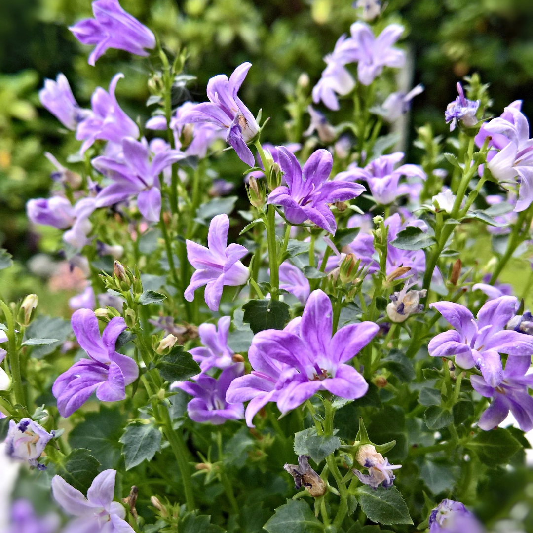 Blomstermix - Steniga Partier - Perenner - 3