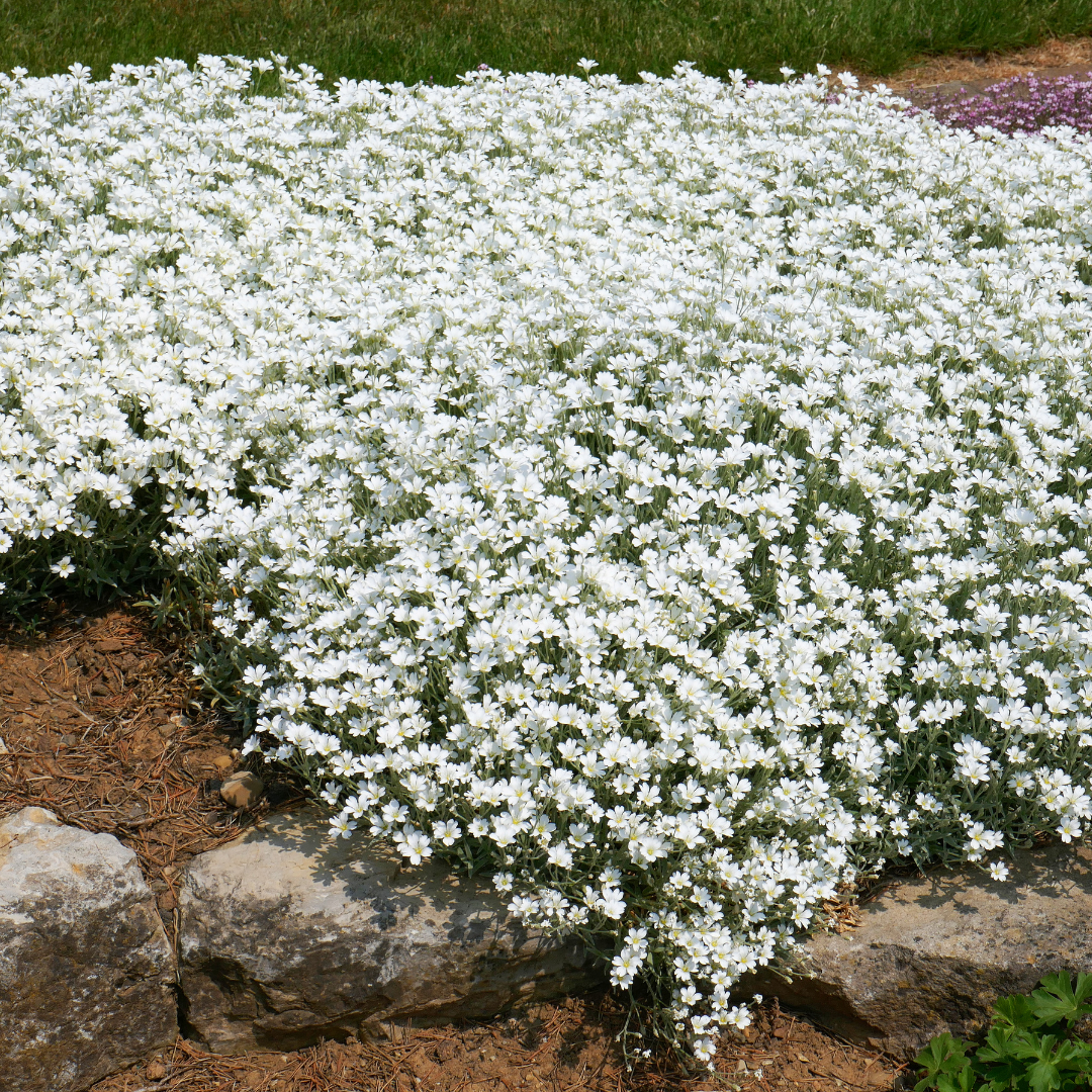 Blomstermix - Steniga Partier - Perenner