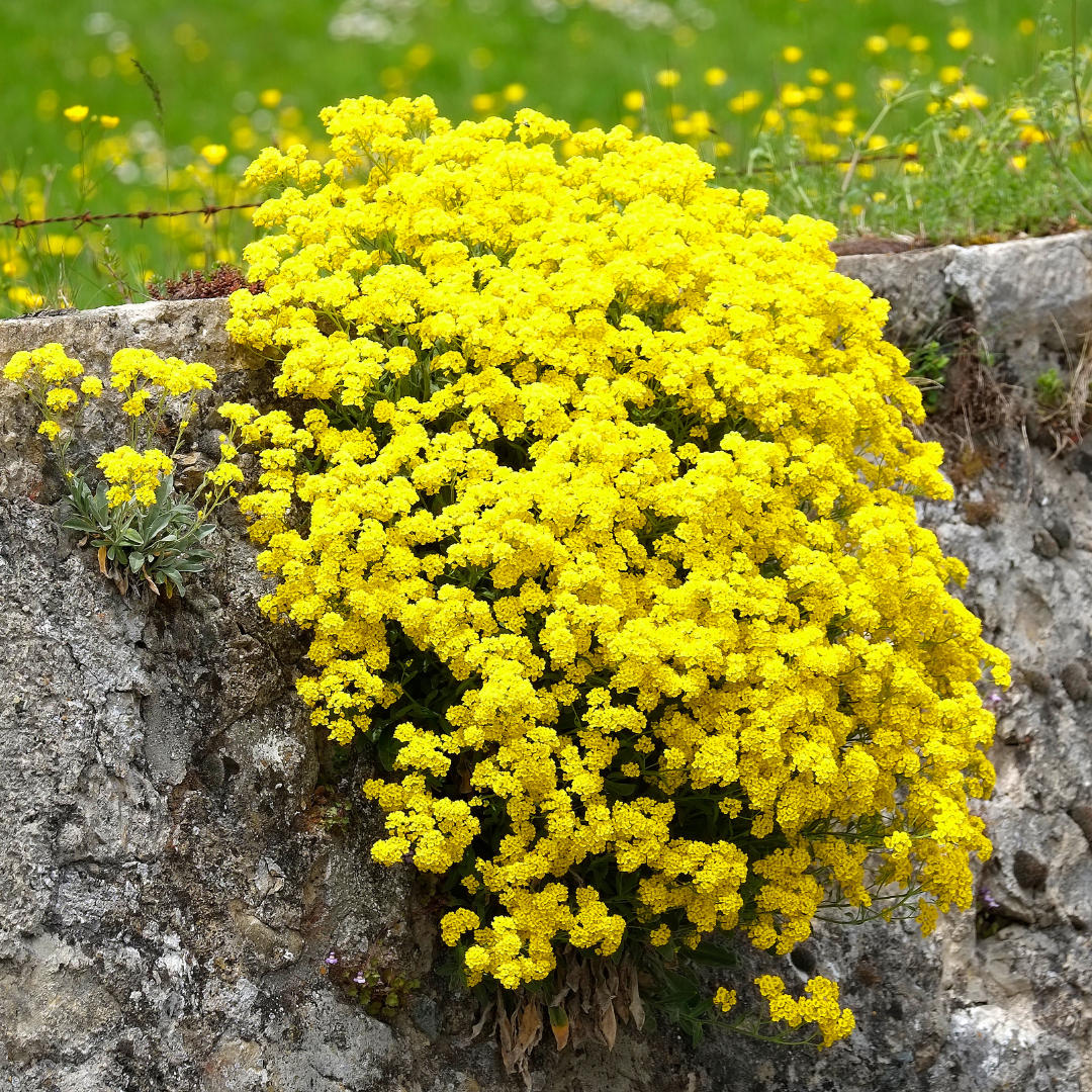 Blomstermix - Steniga Partier - Perenner - 4