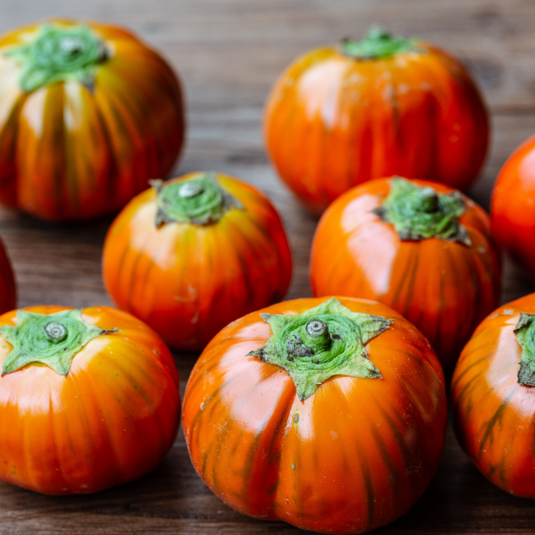 Ekologisk Aubergine - Rosso Di Napoli - Kultursort