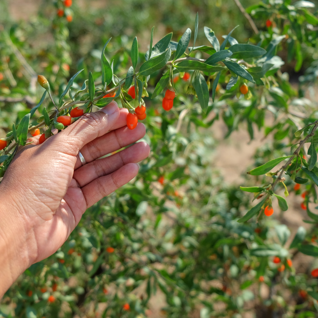 Gojibär - Bredbladigt Bocktörne