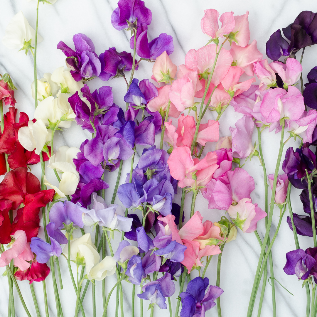 Luktärt - Colorama Multiflora