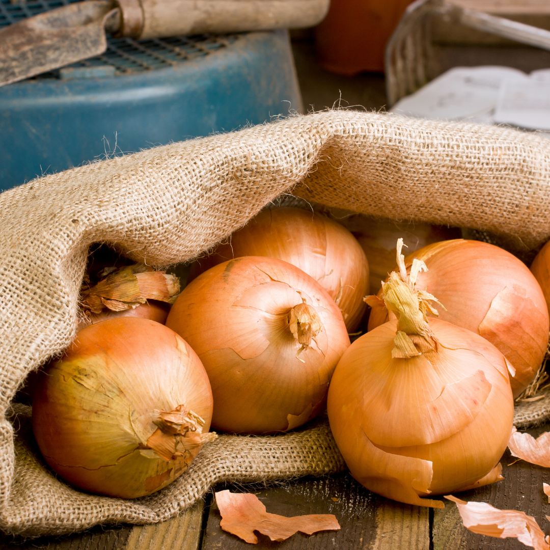 Gul Lök - Stuttgarter Giant