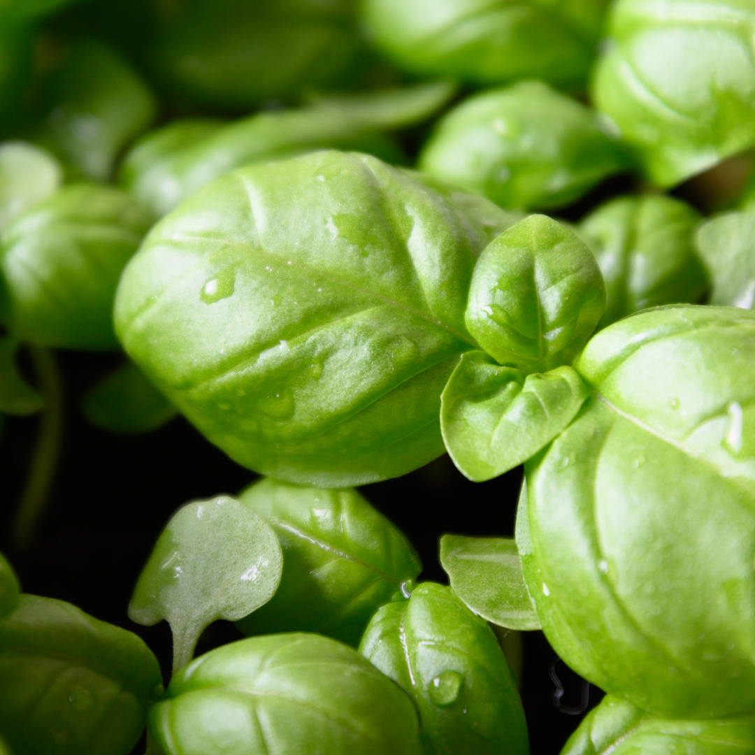 Microgreen - Basilika