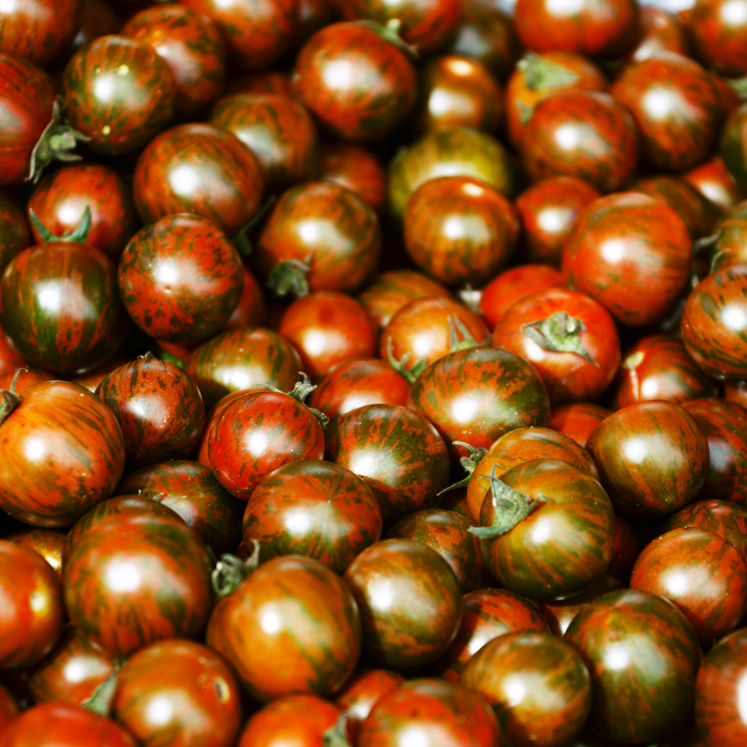 Ekologisk Tomat - Zebranelle