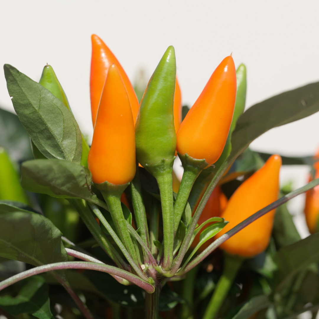 Ekologisk Chili - Capela Orange