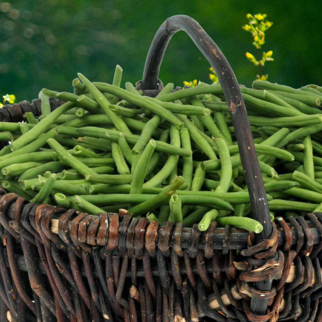 Dvärgbrytböna - Nautica