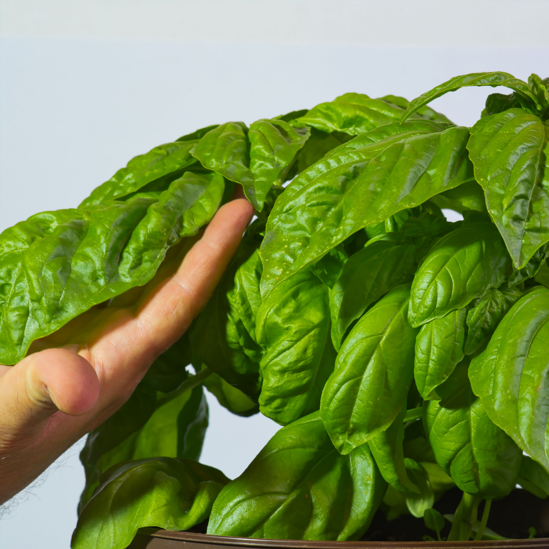 Basilika - Nappolitano Lettuce Leaf