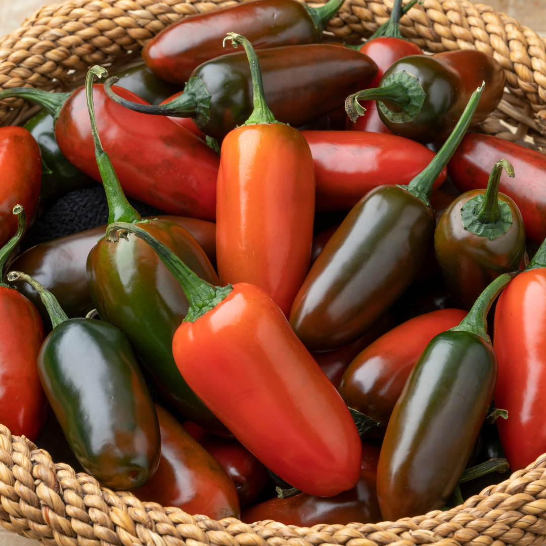 Chilipeppar - Jalapeno M - 2