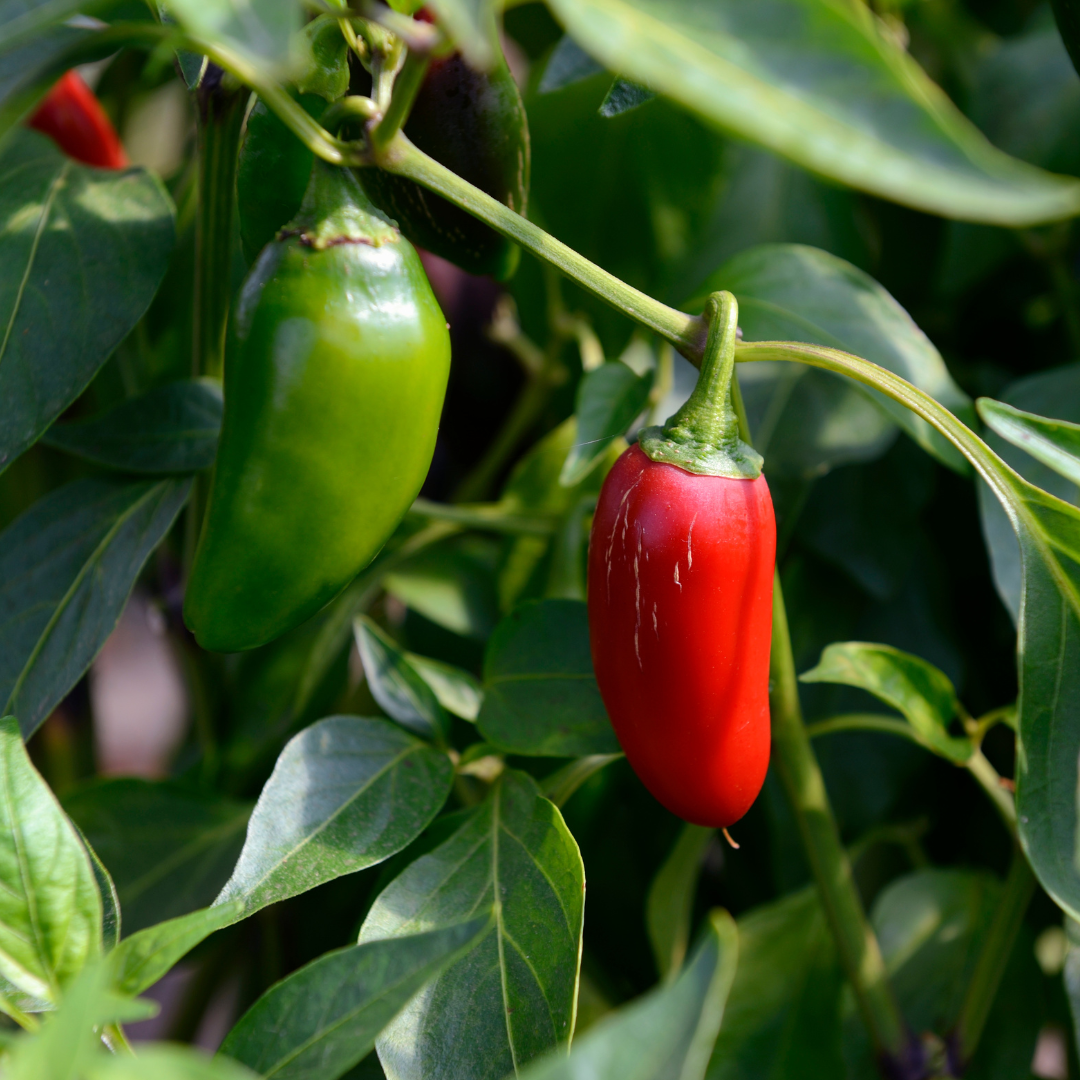 Chilipeppar - Jalapeno M