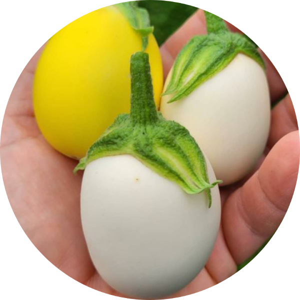 Aubergine - Golden Eggs