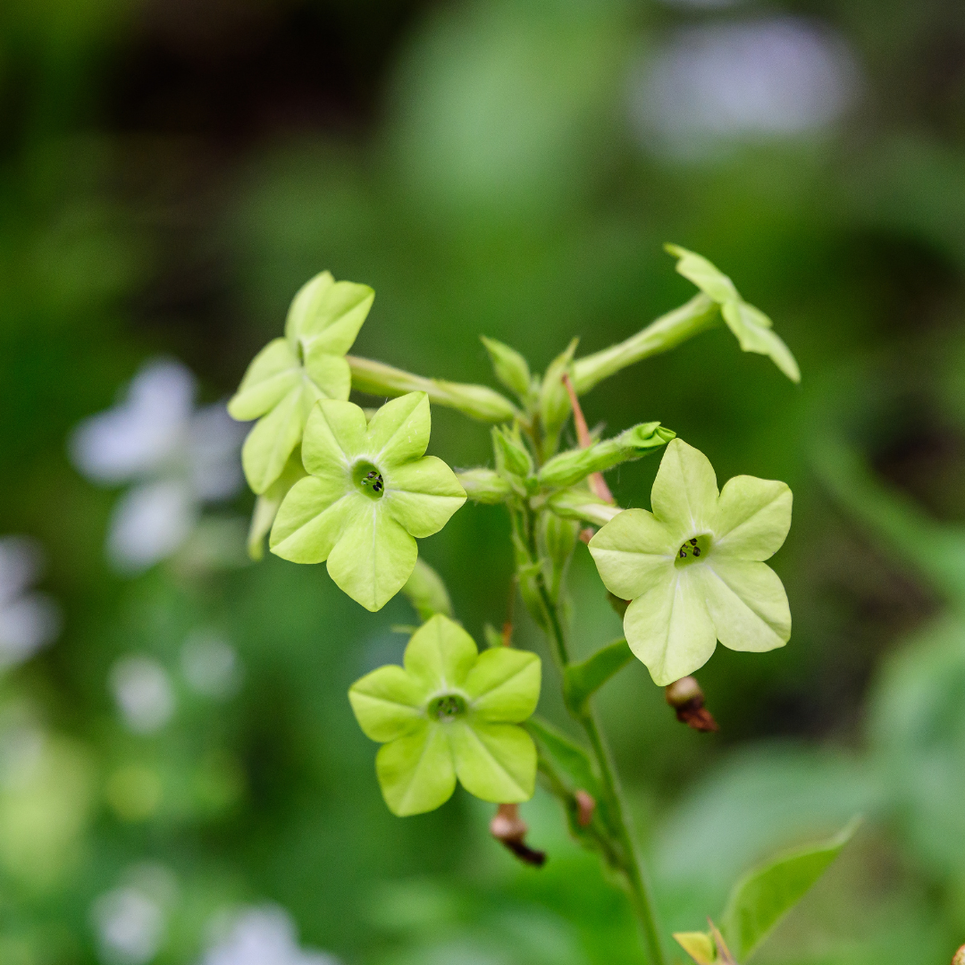 Blomstertobak - Lime Green