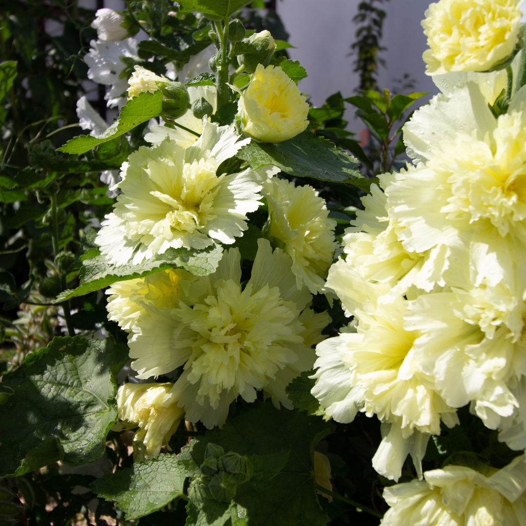 Stockros - Summer Carnival Yellow