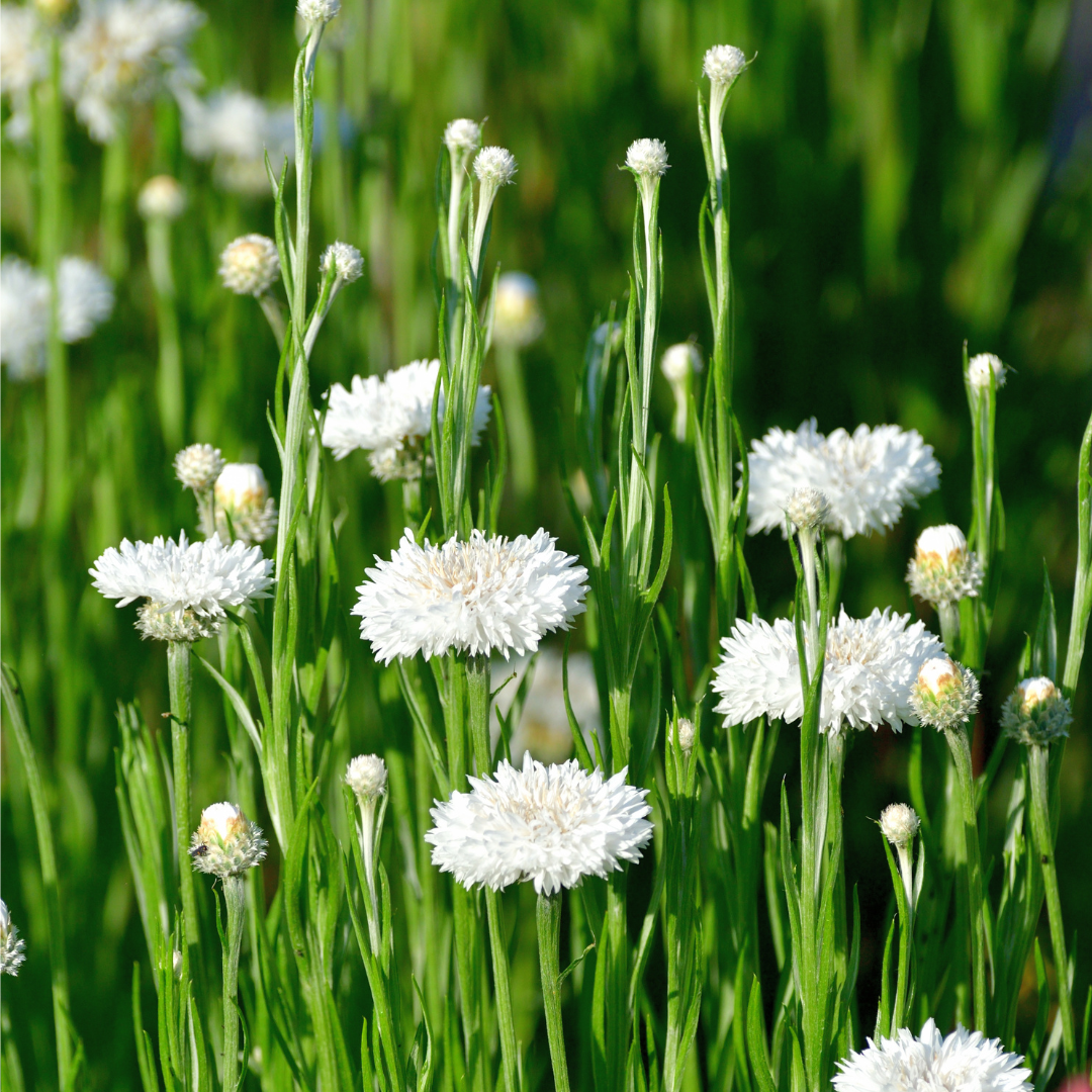 Blåklint - White Ball