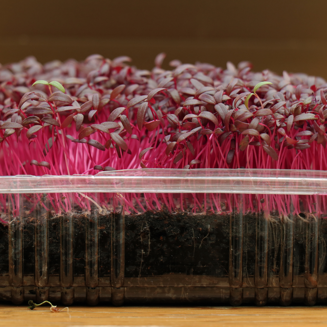 Microgreen - Amarant
