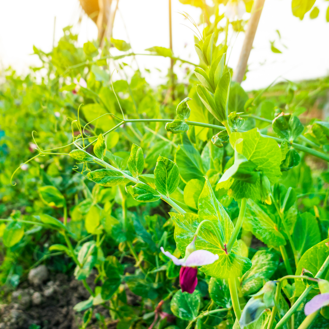 Gråärt - Puggor Från Ballingslöv - Glimåkra - Kulturarv