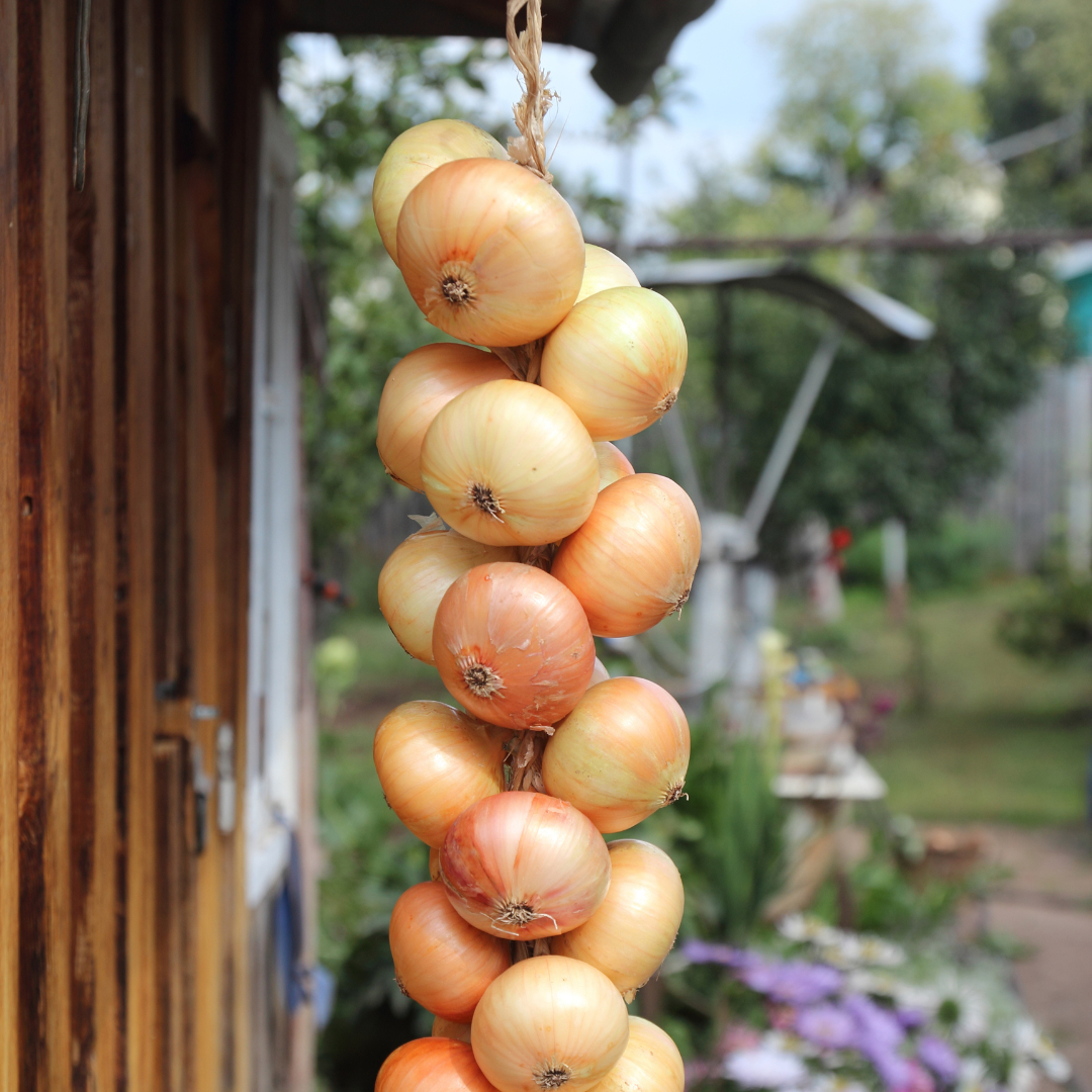 Vinterlök - Senshyu Yellow