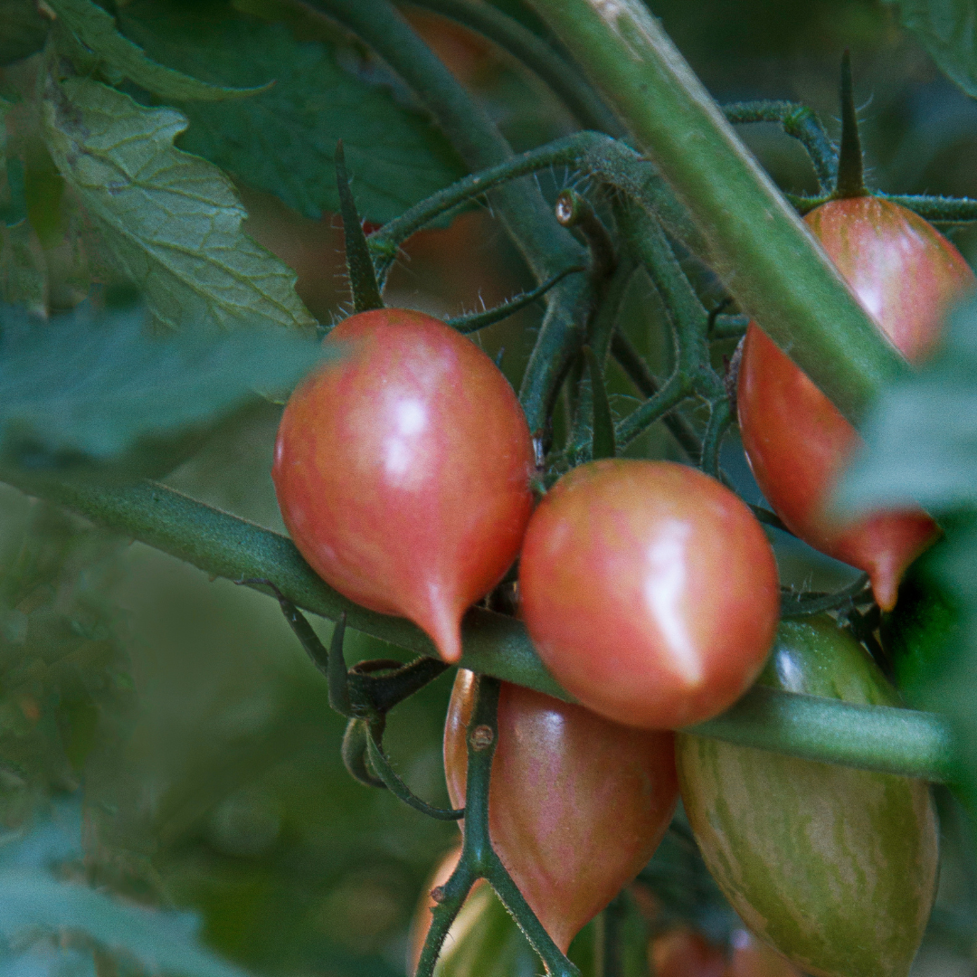 Ekologisk Plommontomat - Pink Tiger
