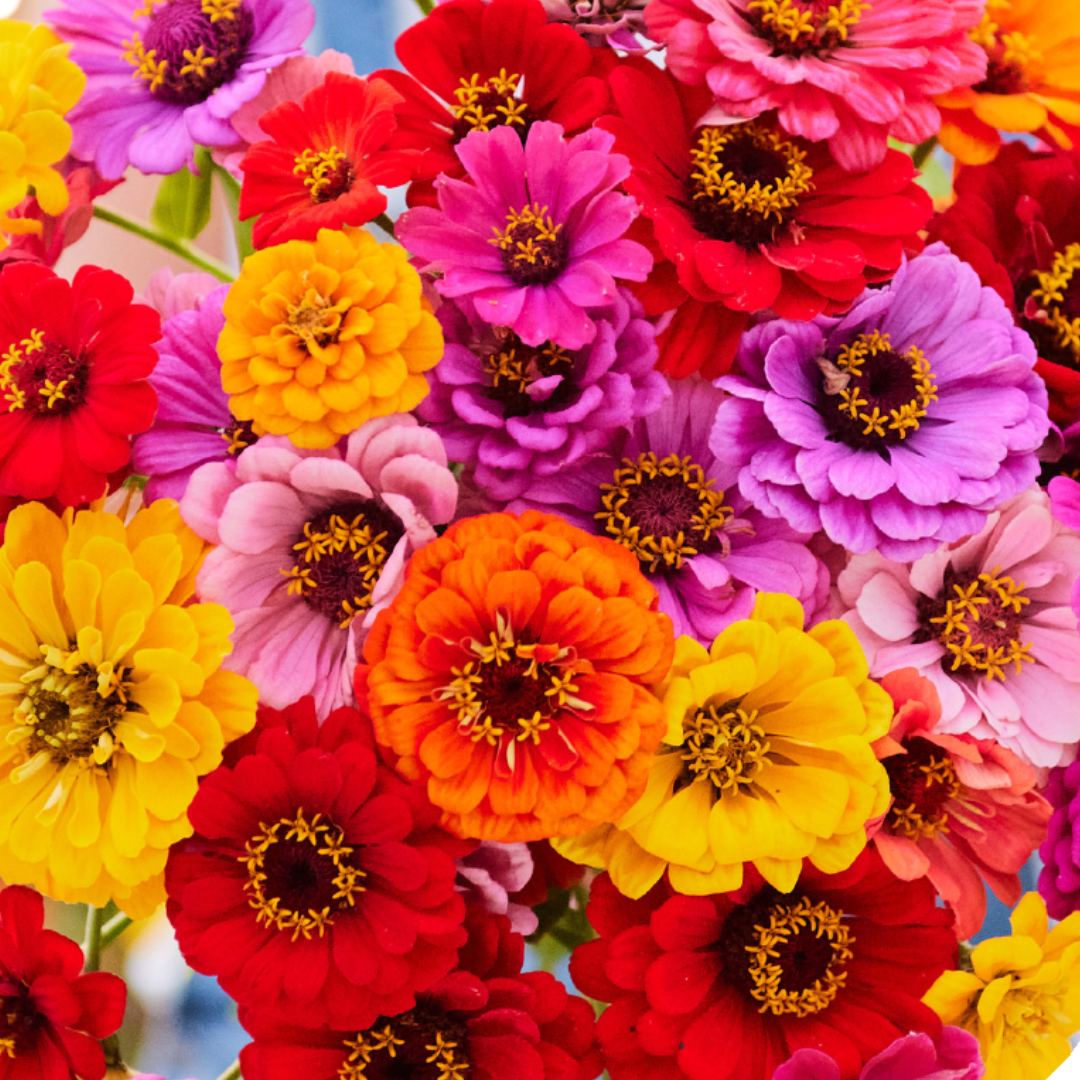 Zinnia - Dahliaflowered Formula Mix