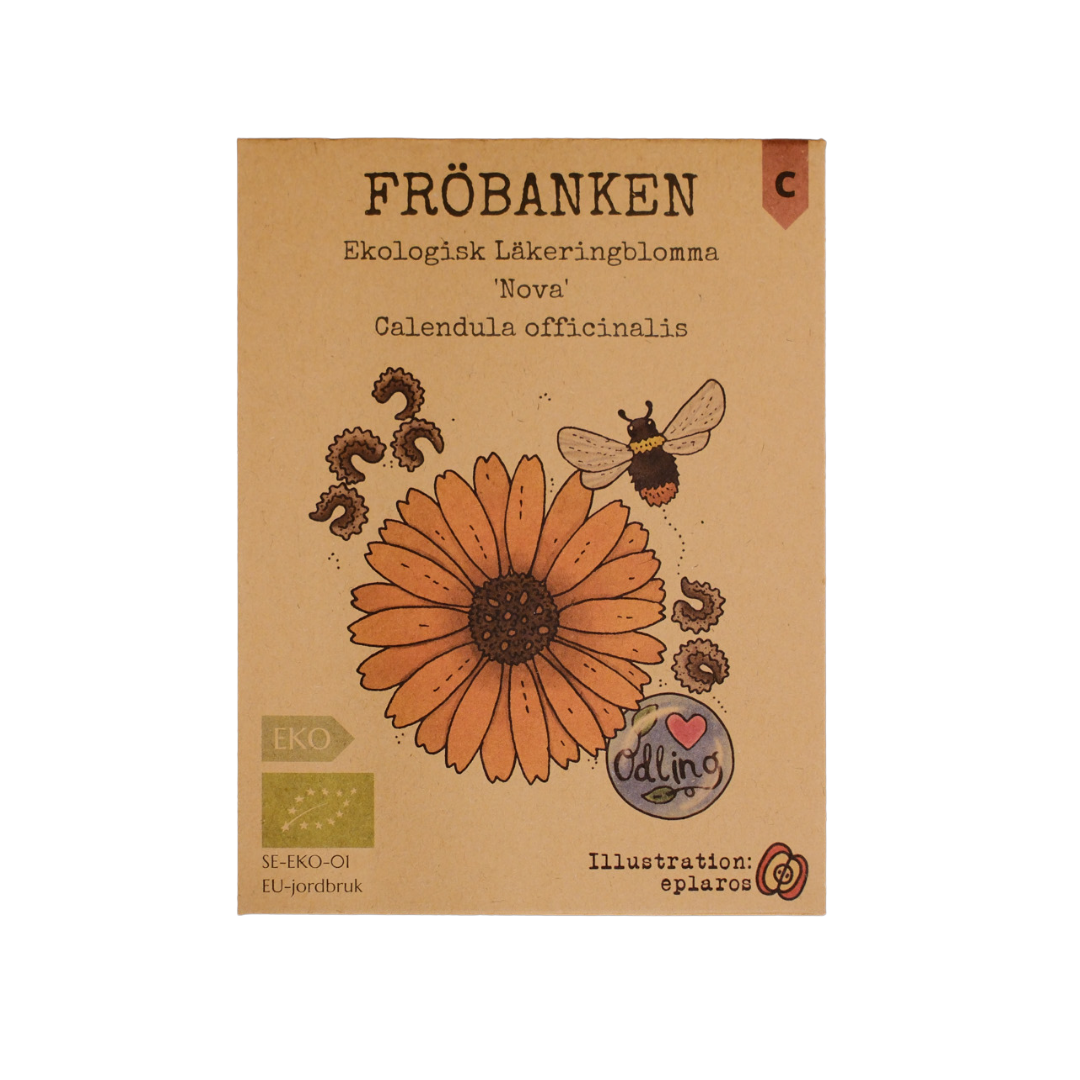 Ekologisk Läkeringblomma - Nova