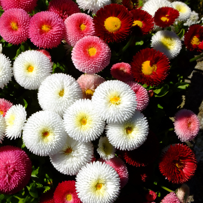 Stor Tusensköna - Monstrosa Double Mix