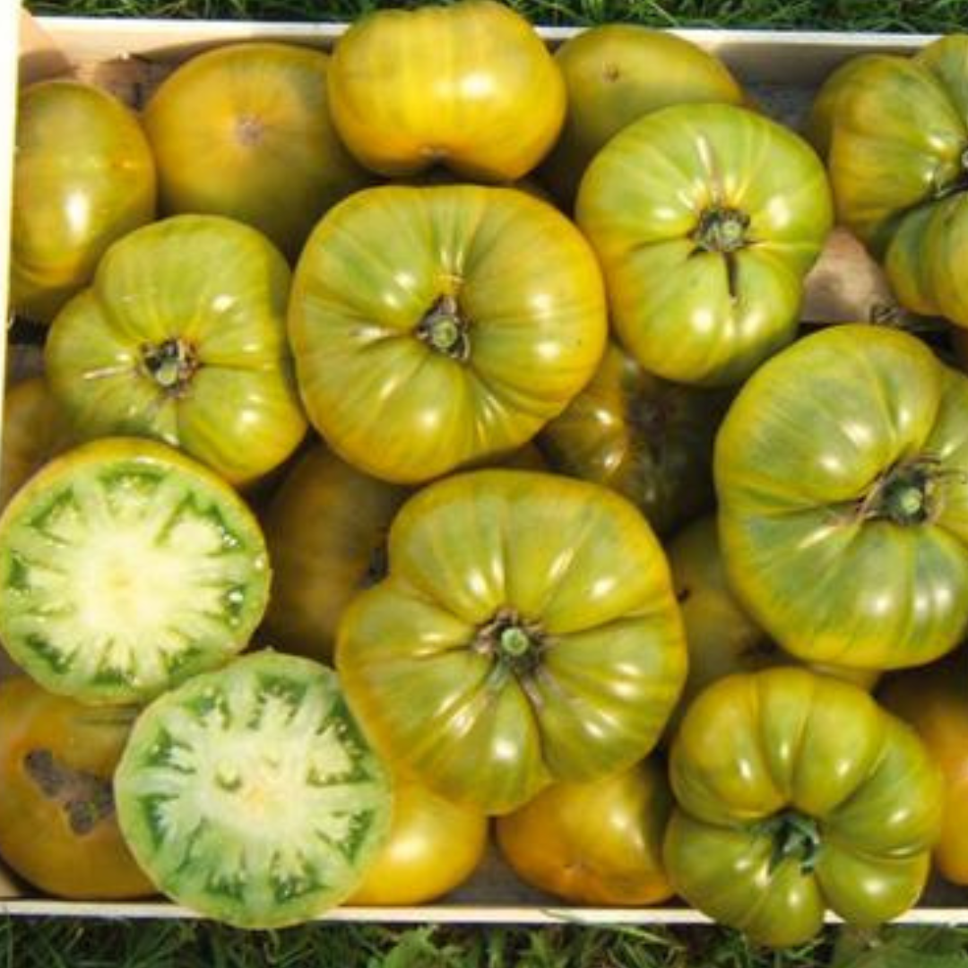 Ekologisk Bifftomat - Charlie Green