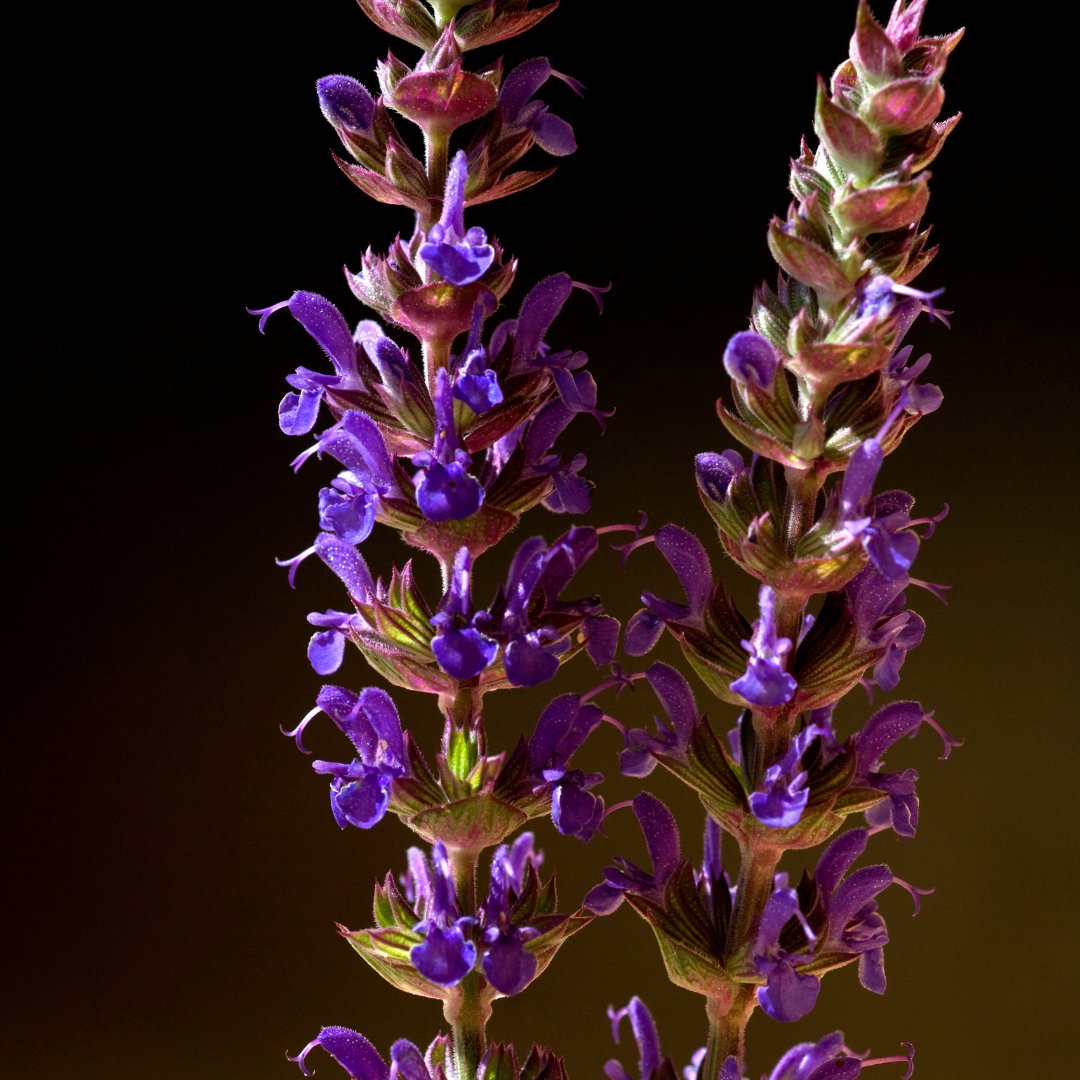 Stäppsalvia - Violet Queen